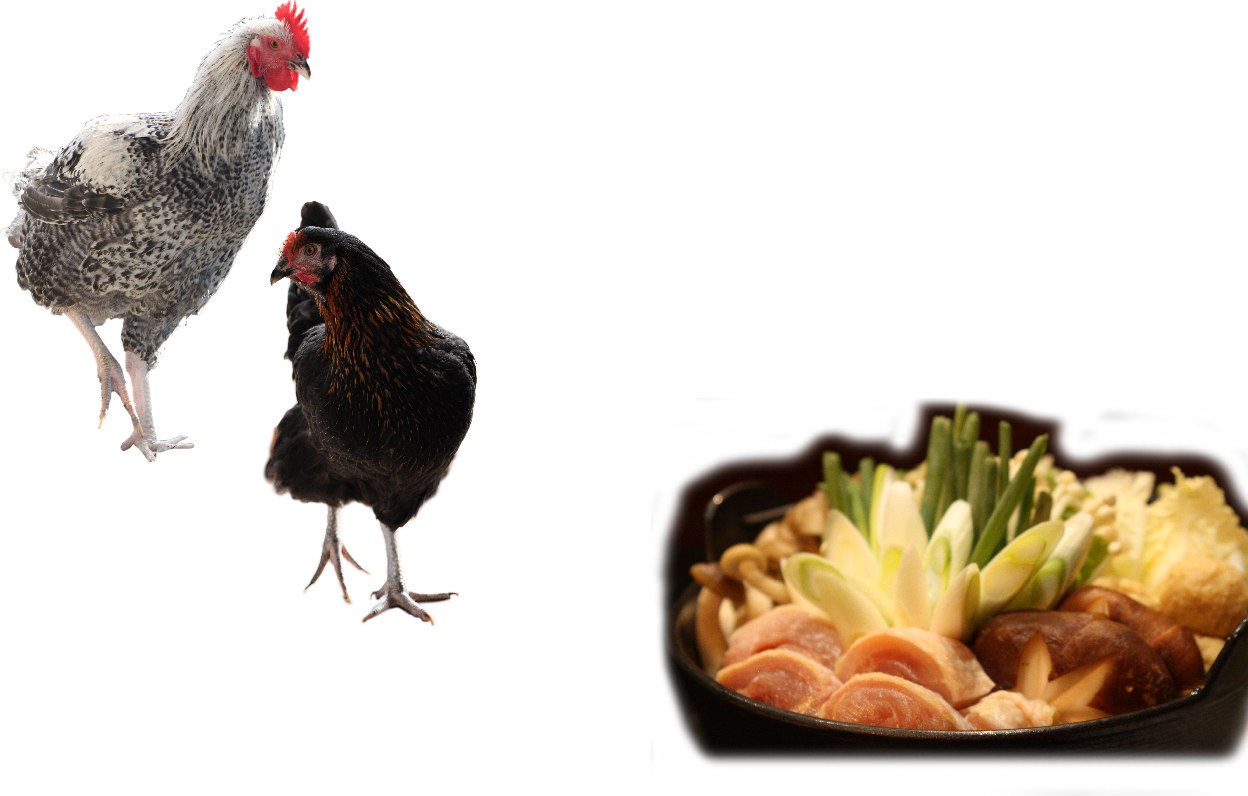 地鶏イメージ写真