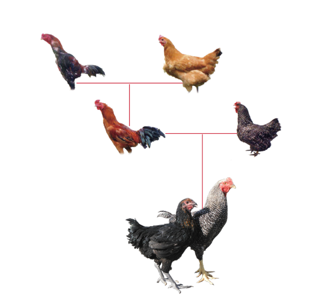 やまがた地鶏系譜図