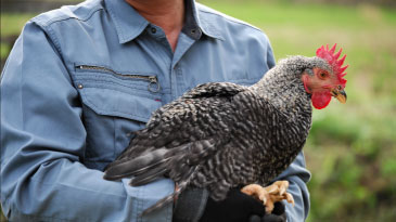 やまがた地鶏写真