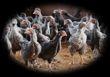 やまがた地鶏写真